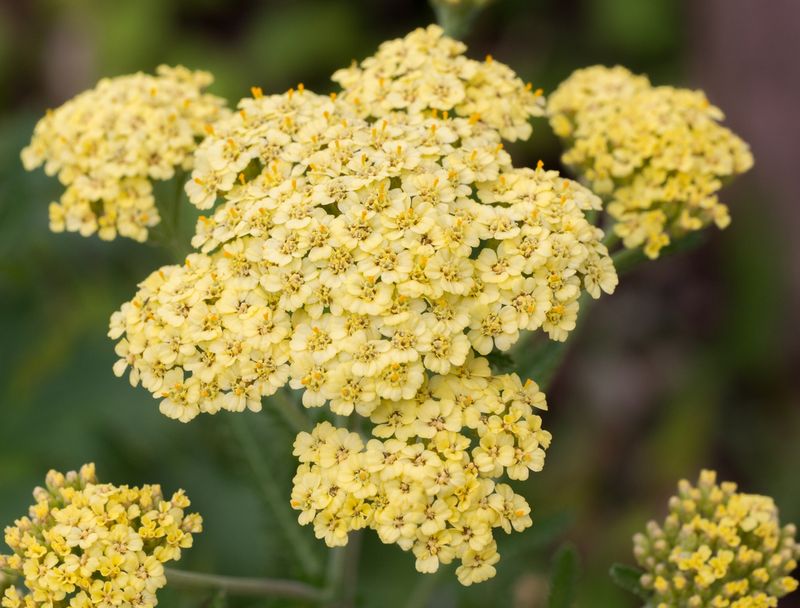 Achillea millefolium (Yarrow)