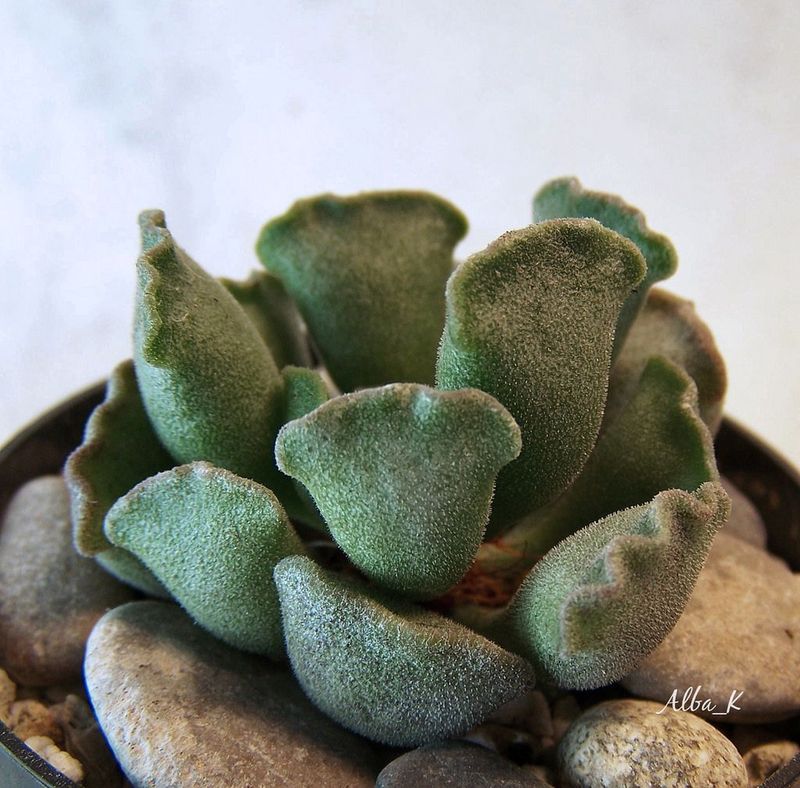 Adromischus Cristatus