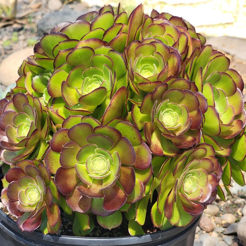 Aeonium Arboreum