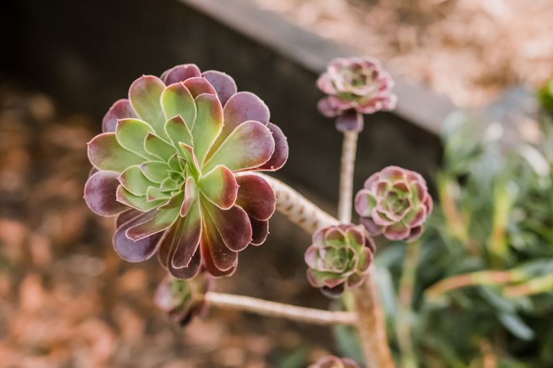 Aeonium