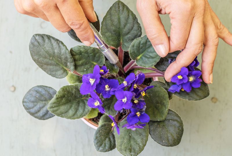 African Violet