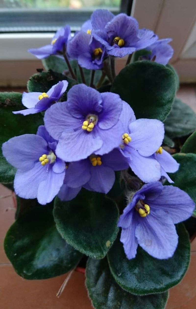 African Violet