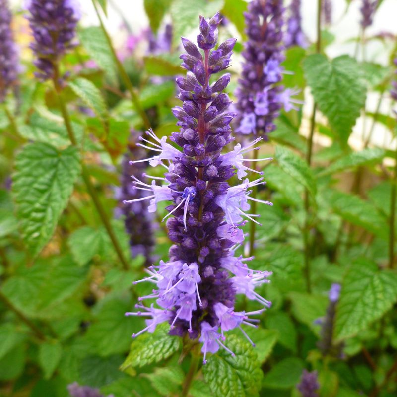 Agastache