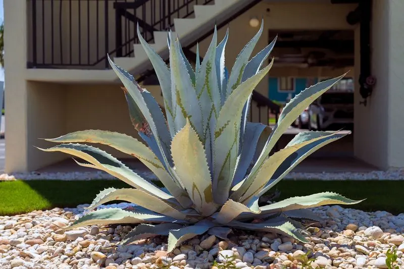 Agave