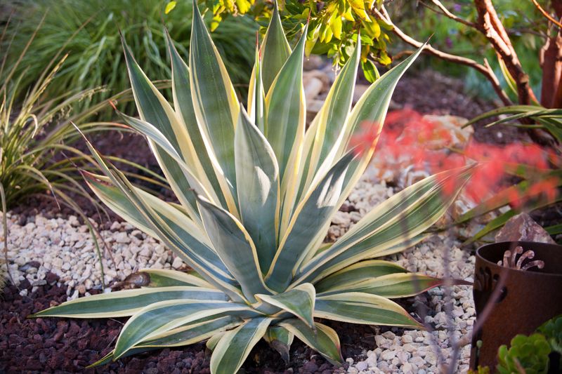 Agave