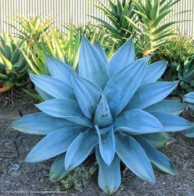 Agave Attenuata