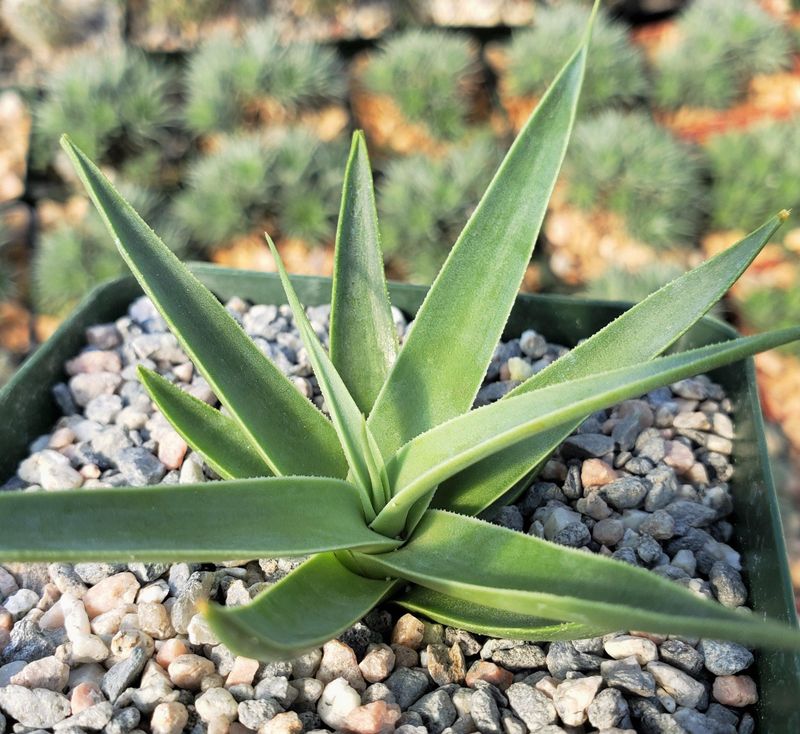 Agave Bracteosa