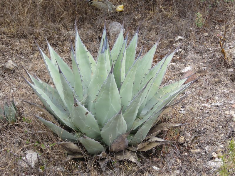 Agave Flexispina