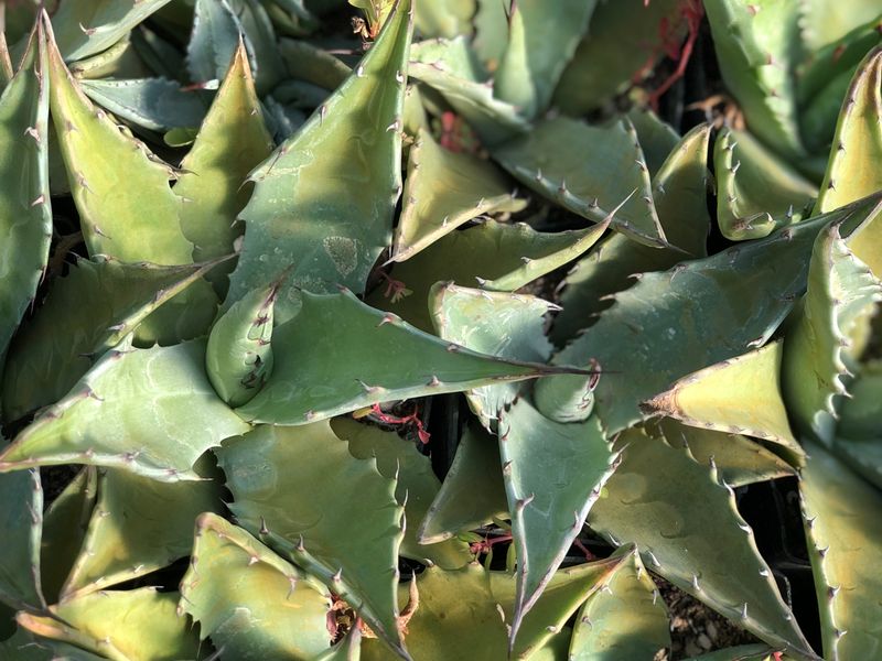 Agave Gentryi