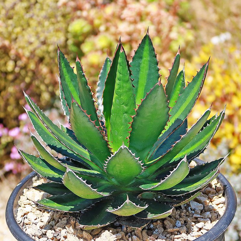 Agave Lophantha