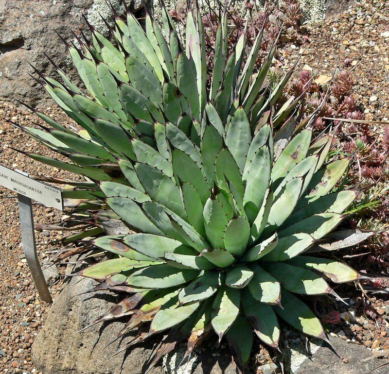 Agave Macroacantha