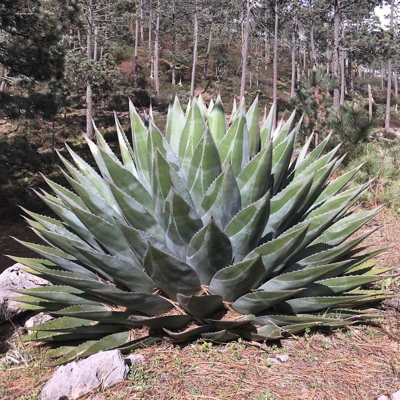 Agave Montana