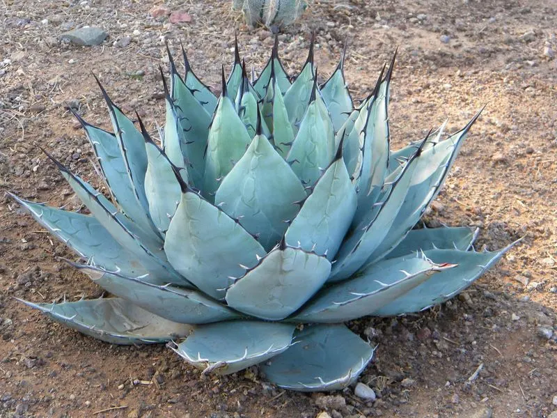 Agave Neomexicana