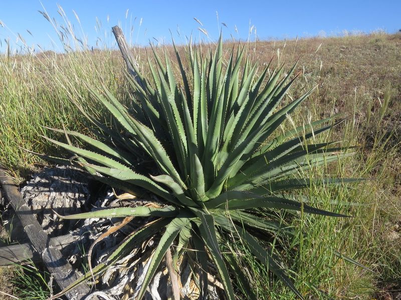 Agave Palmeri