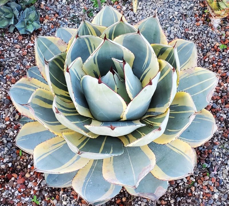 Agave Parryi Truncata