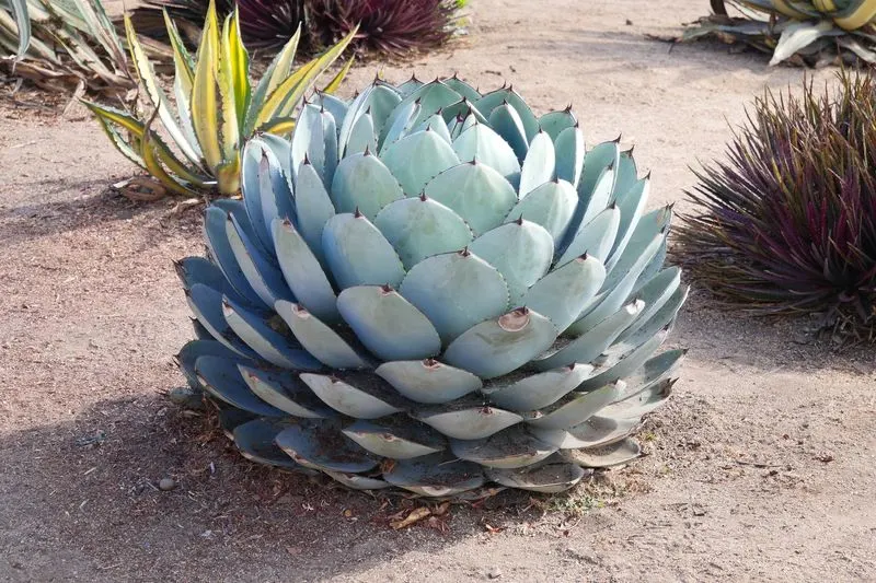 Agave Parryi