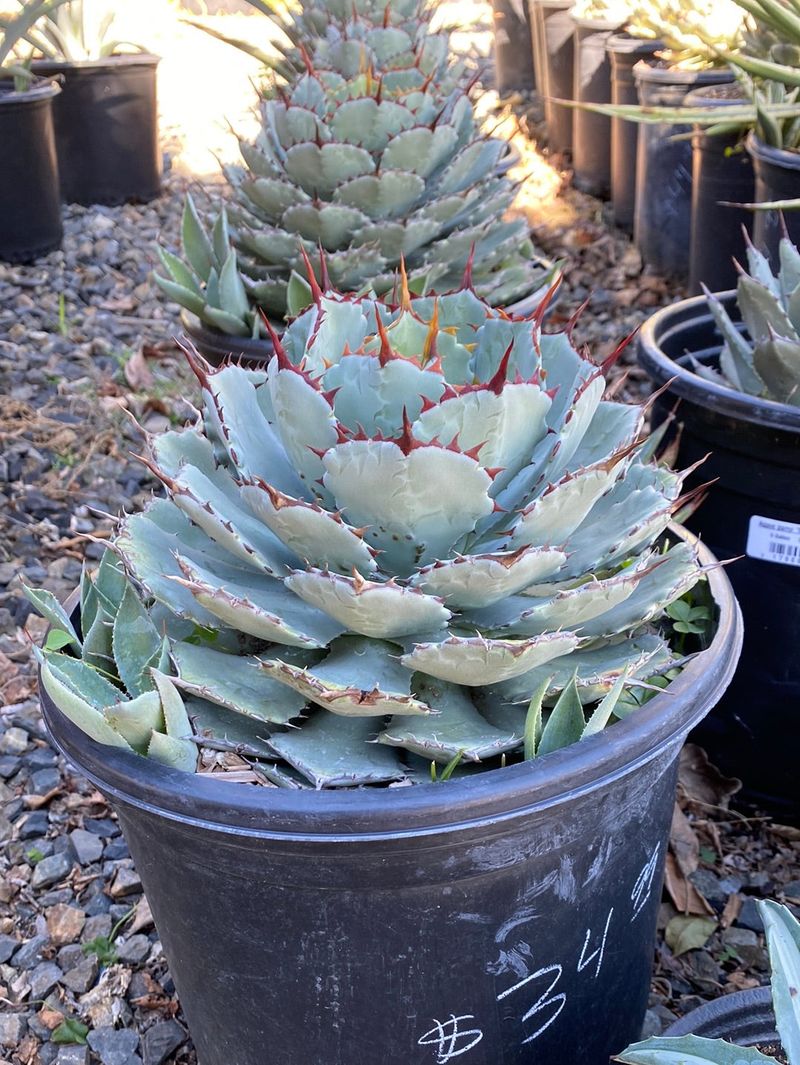 Agave Potatorum