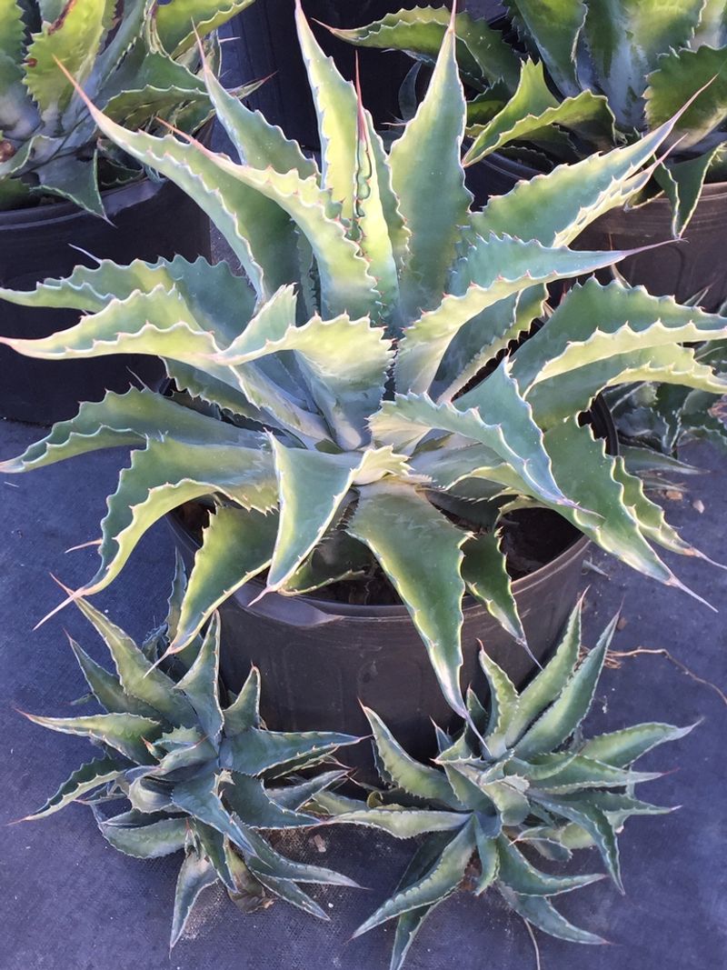 Agave Salmiana