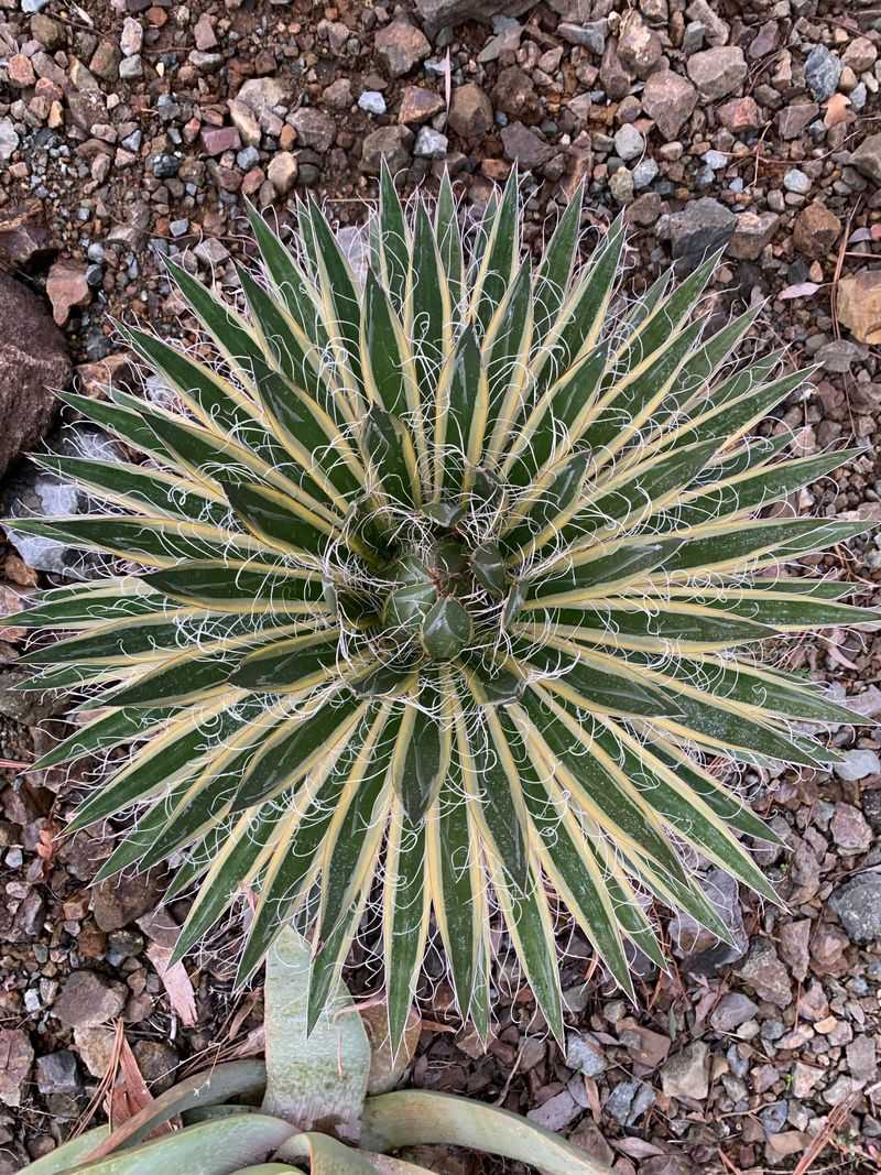 Agave Schidigera