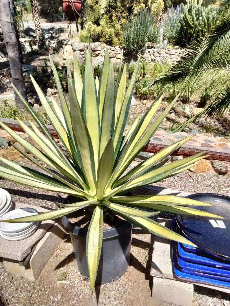 Agave Sisalana