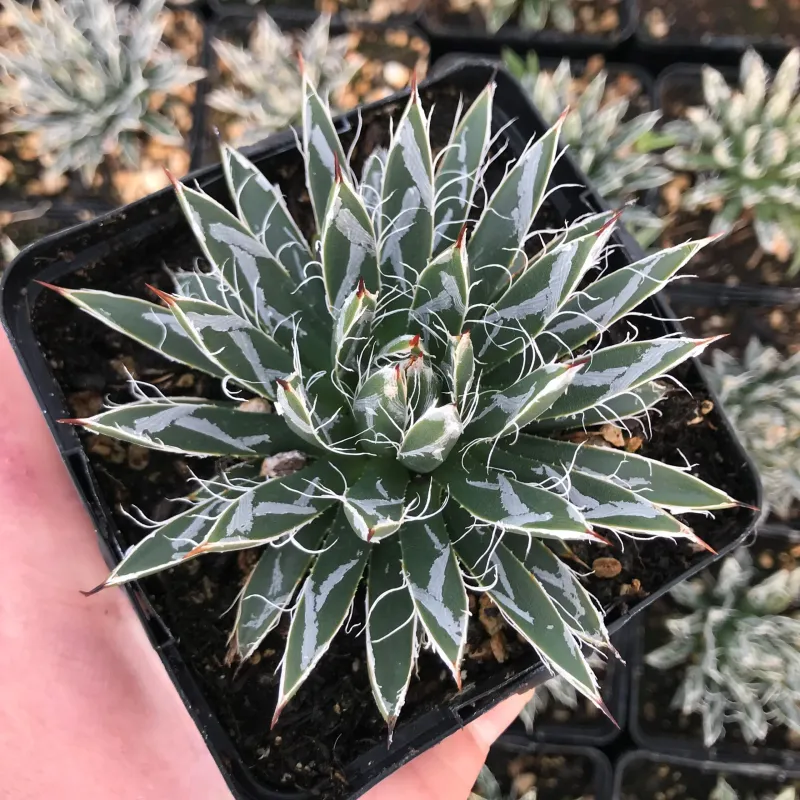 Agave Toumeyana