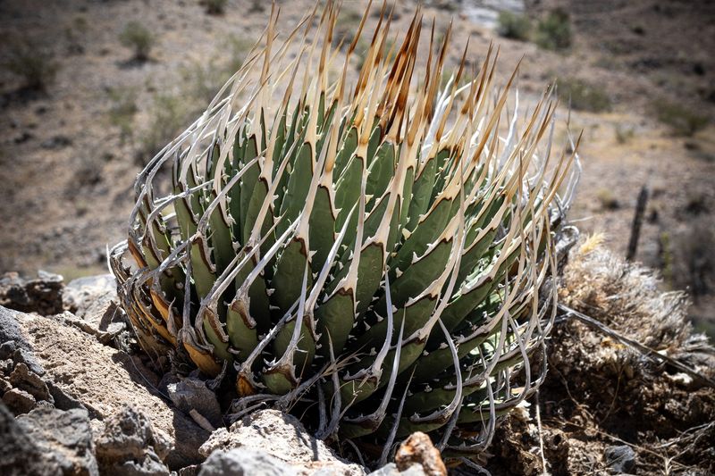 Agave Utahensis