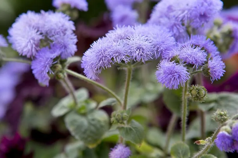 Ageratum