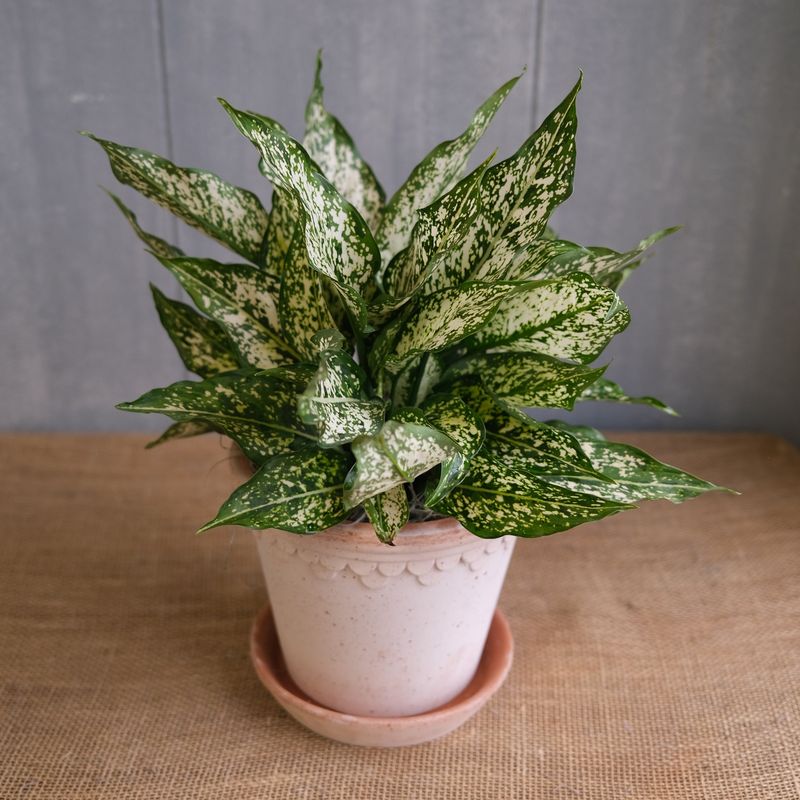 Aglaonema