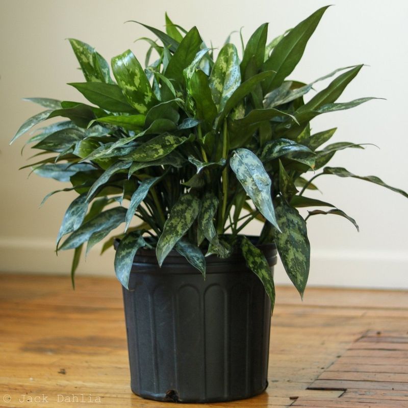 Aglaonema