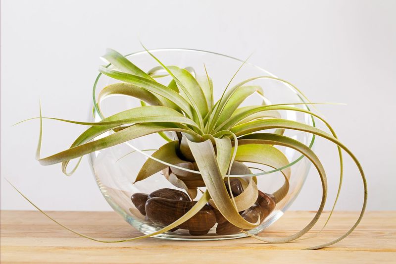 Air Plants