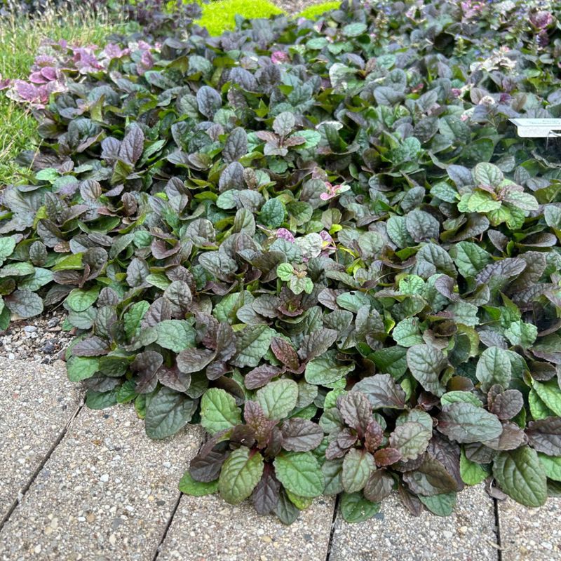 Ajuga