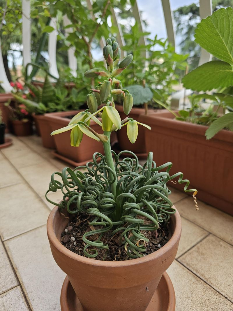 Albuca Spiralis