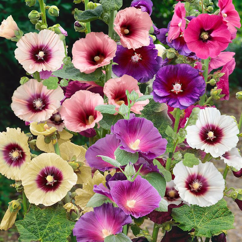 Alcea (Hollyhock)