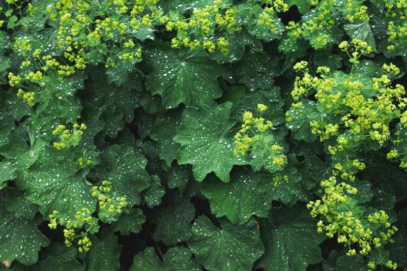 Alchemilla mollis (Lady's Mantle)