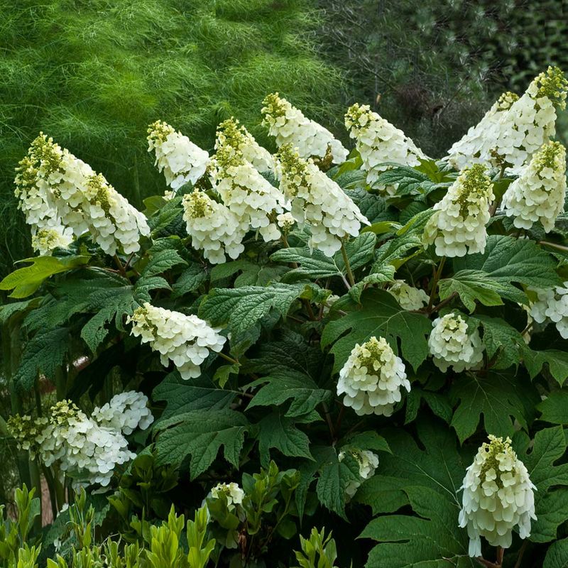 Alice Hydrangea