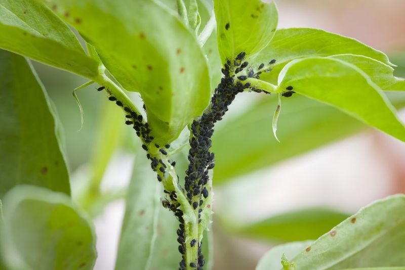 All Insects are Harmful to Plants