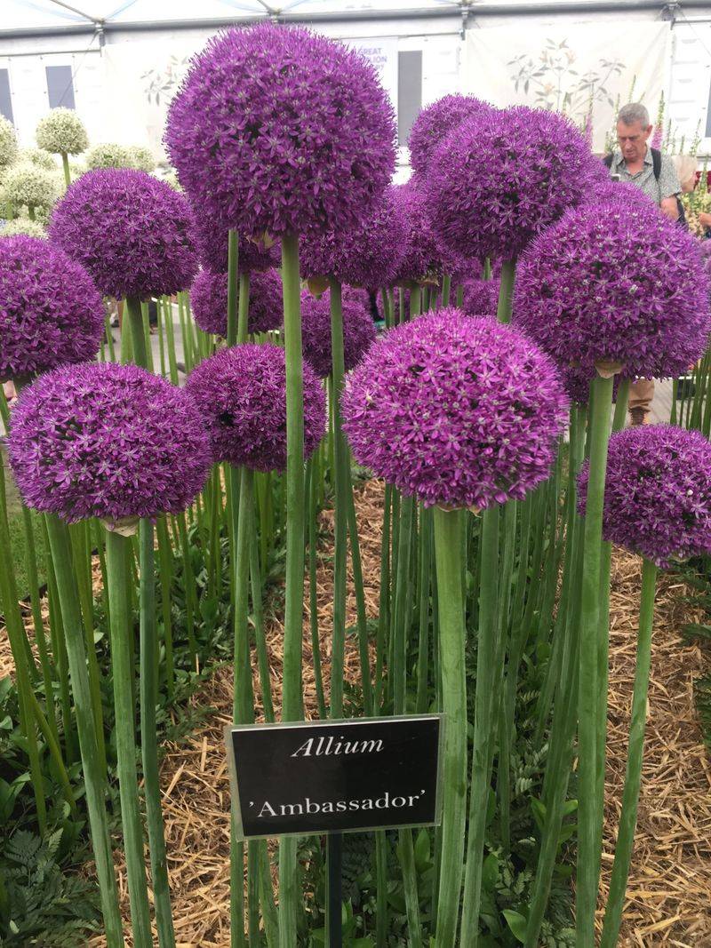 Allium (Allium giganteum)