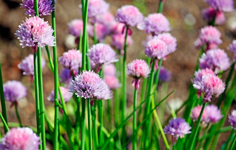 Alliums