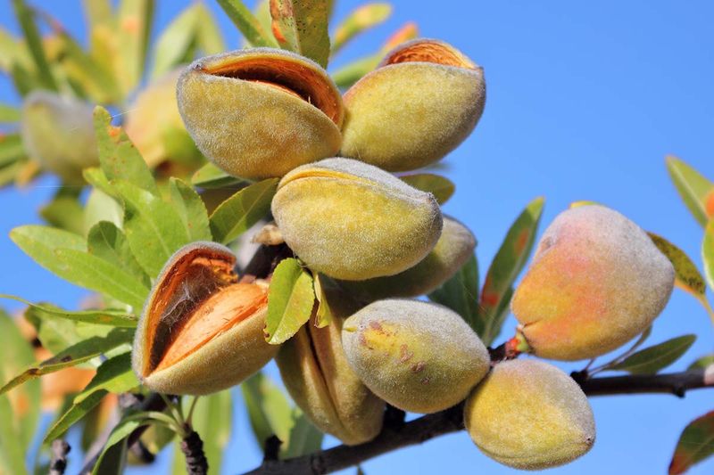 Almond Tree