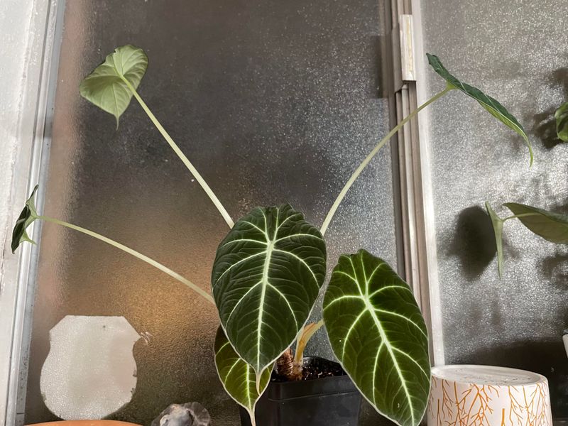 Alocasia