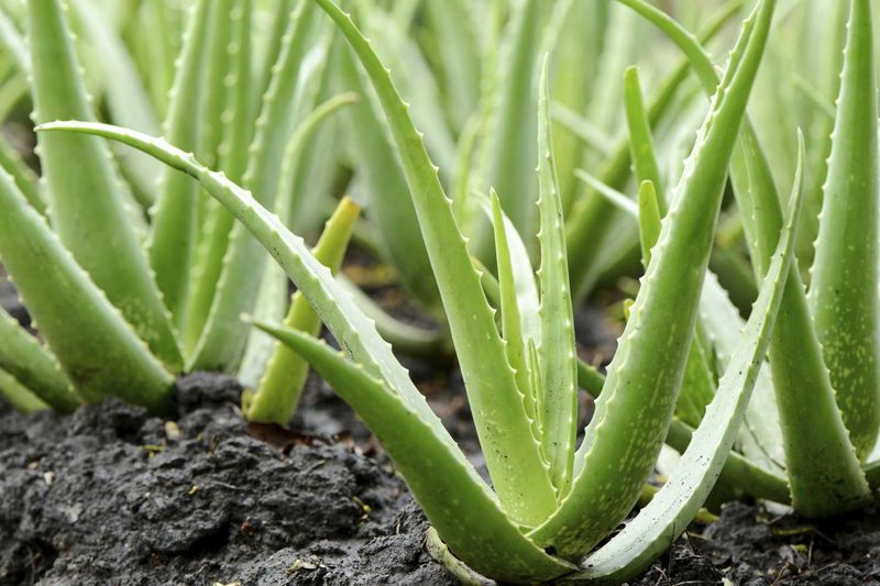 Aloe Vera