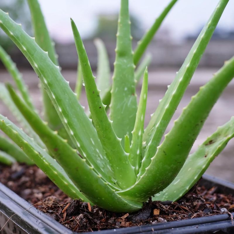 Aloe Vera