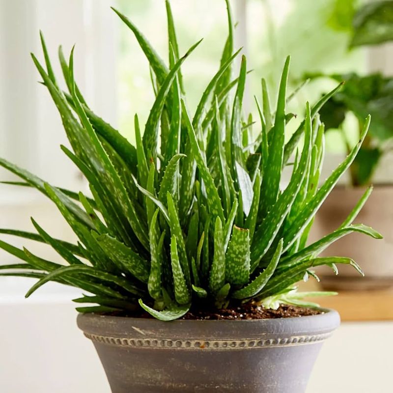 Aloe Vera