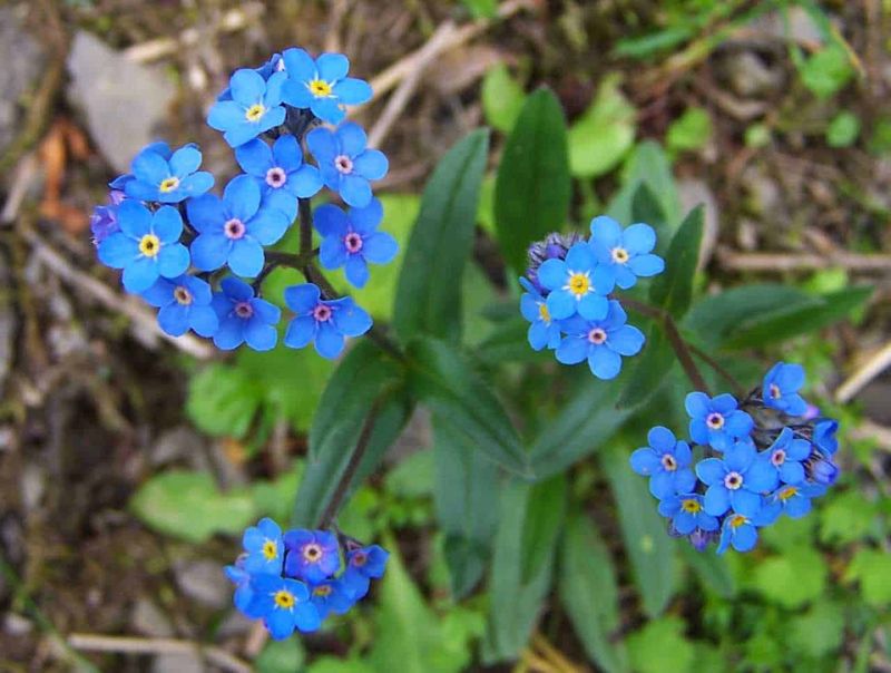 Alpine Forget-Me-Not