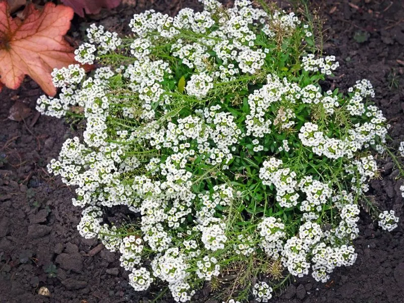 Alyssum