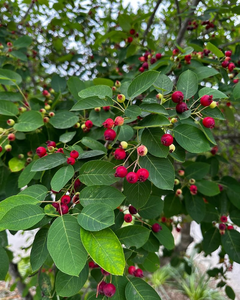 Amelanchier