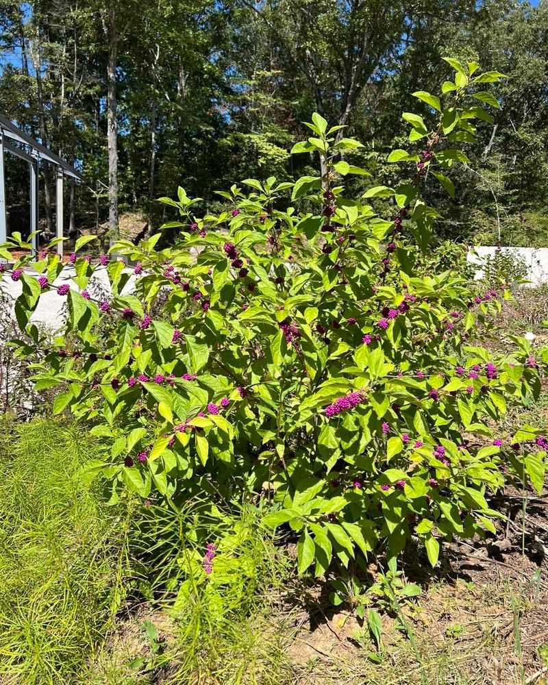 American Beautyberry