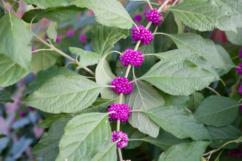 American Beautyberry