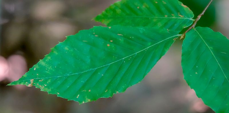 American Beech