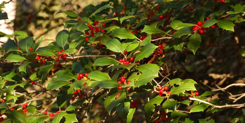 American Holly